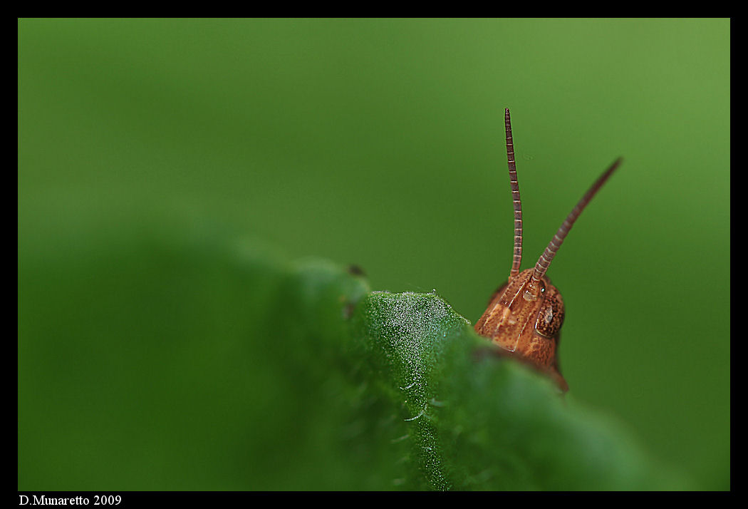 Cavalletta...curiosa